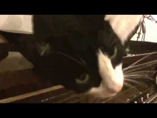 Kedi Niyeti Bozdu, Hedef Belli...