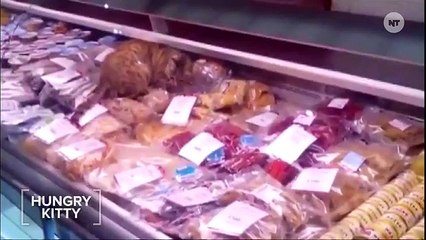 Watch This Russian Cat Feast On $1000 Worth Of Seafood