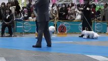 FCI TOKYO INTERNATIONAL DOG SHOW 2013 BICHON FRISE FEMALE YA