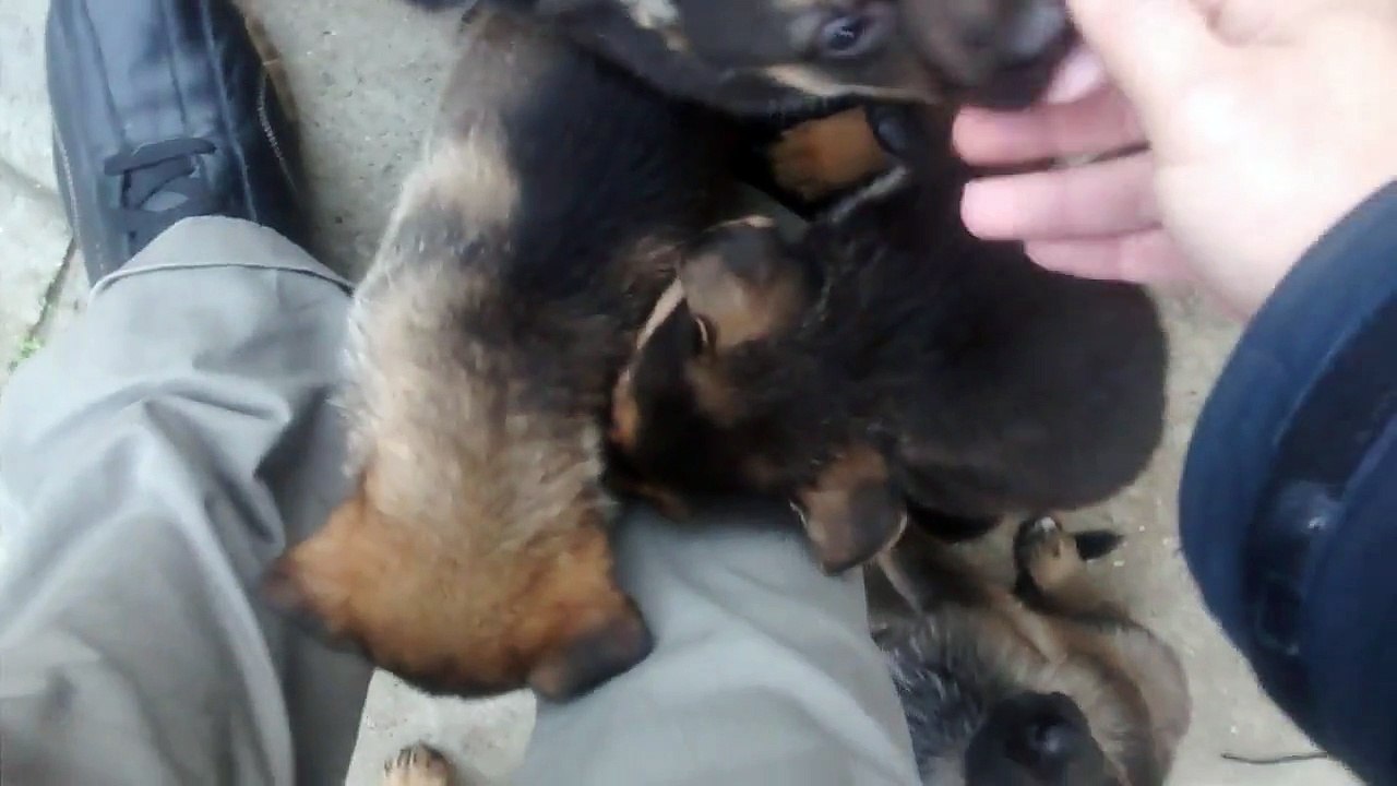 German Shepherd Puppy's On My Shoe