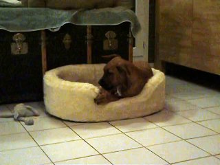 Jade et son os à moelle le 12-12-2014 n° 2