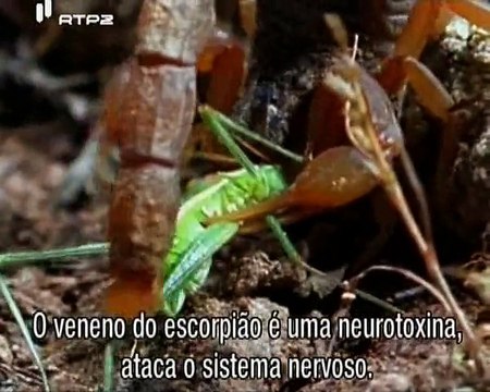 Invasão das Medusas - Jellyfish Invasion - RTP2