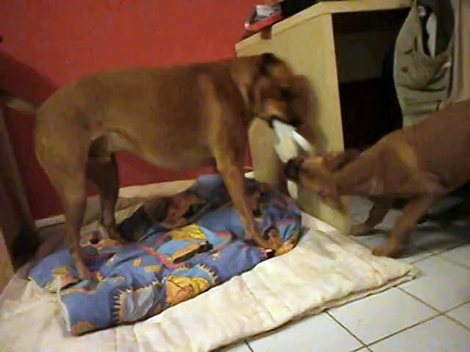 Jeux avec "doudou" entre Jade et Eros le 11-12-2014