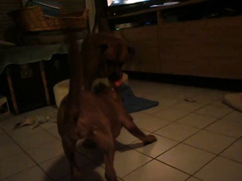 Jeux entre Jade et son copain Eros le 12-12-2014 n° 2