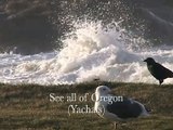 0.12 Seagull at Yachats, Oregon