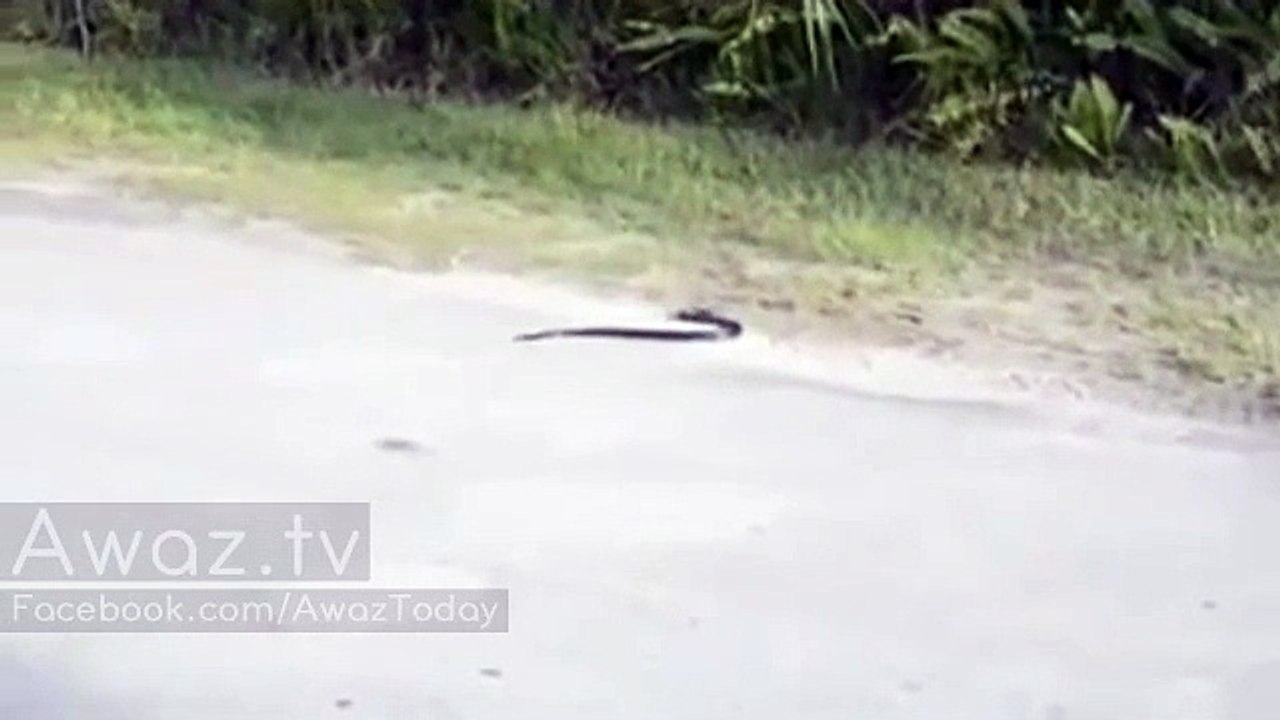 Snake commiting suicide