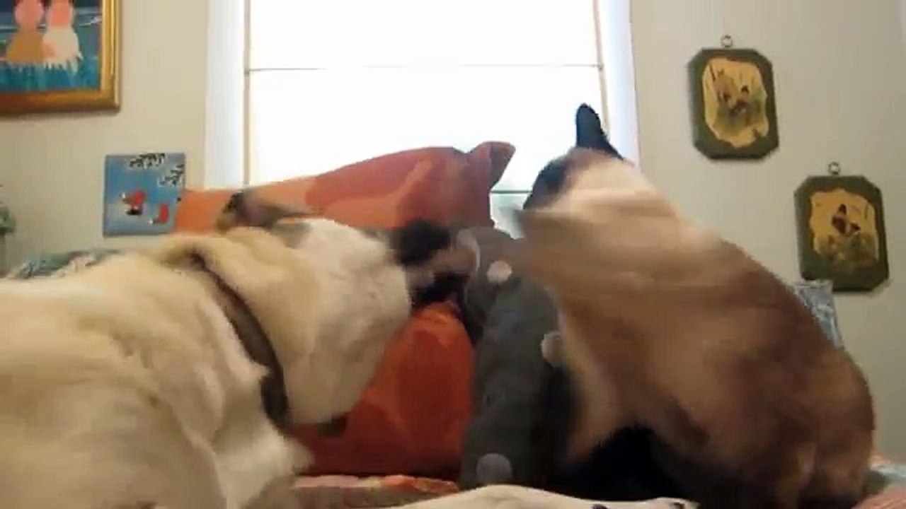 Superb-Cat-Compilation-2012
