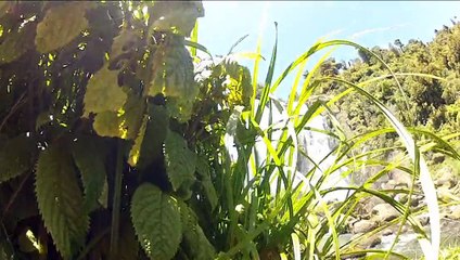 NUEVA ZELANDA - Road Trip