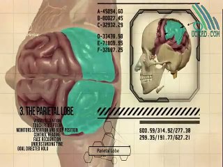 Human Brain and Scientific Facts in the Qur'an - Lying & Sinning