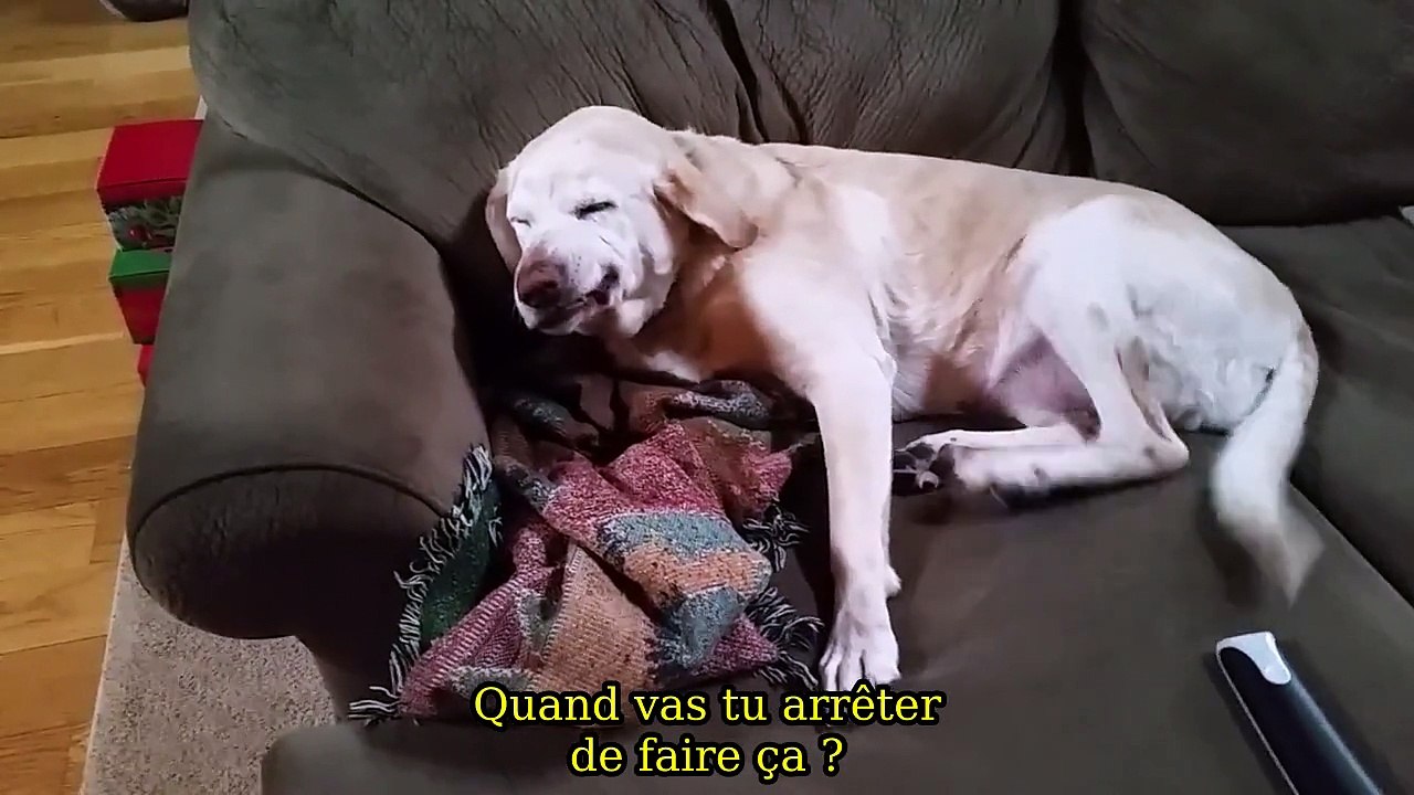 Dog eats Christmas balls