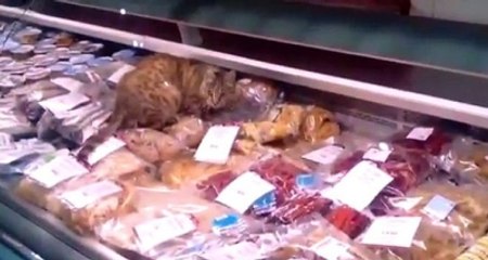 Kedi Bin Dolarlık Balığı Yedi!