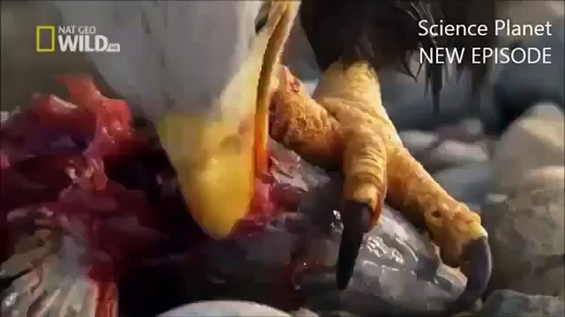 Animal Documentary 2014 American Eagle Documentary #2   NEW+ 2014 Full documentary