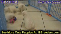 Bichon Frise, Puppies, For, Sale, In, Charlotte, North Carolina, NC, Lexington, Clemmons, Fuquay Var