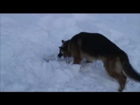 Chien d'Avalanches