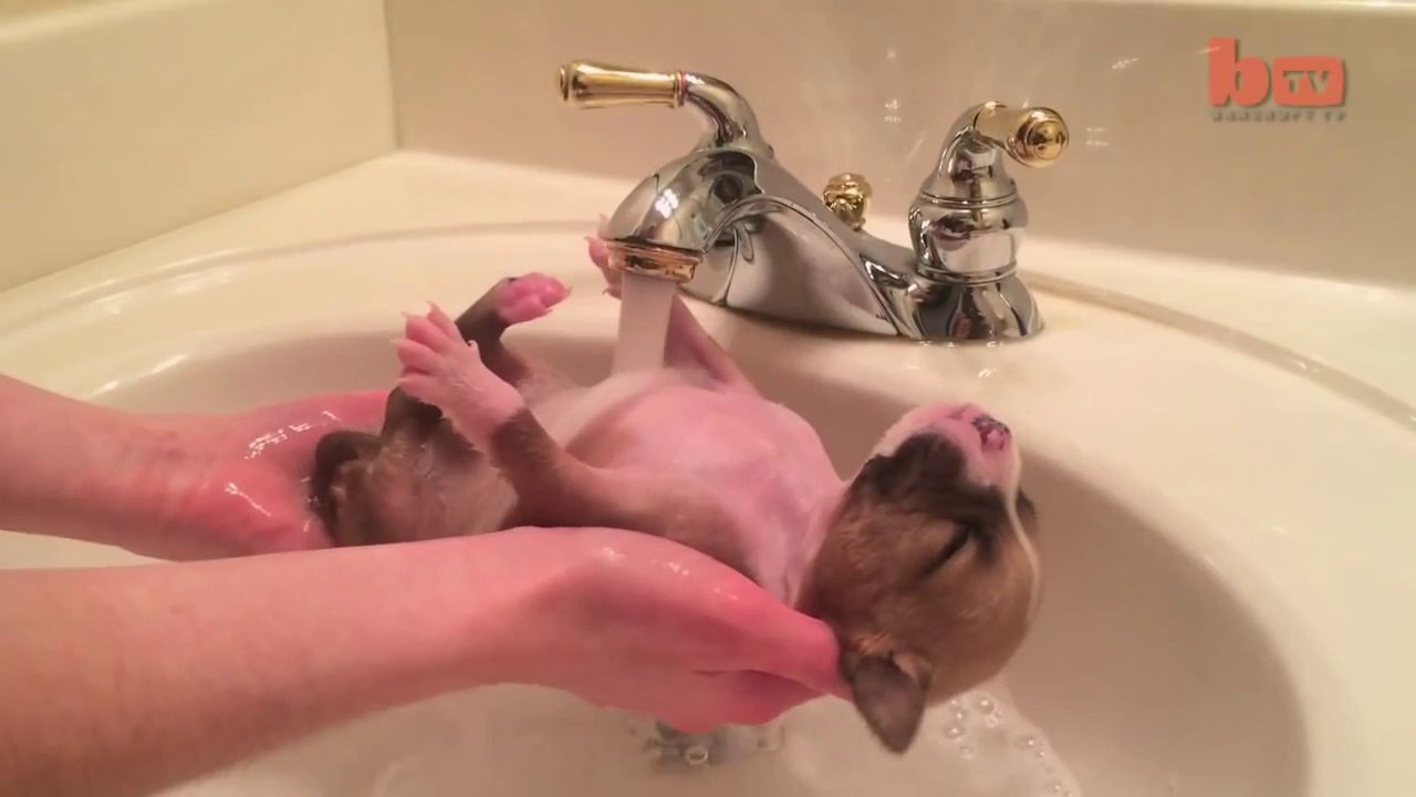 Cute Puppy Shower: Rescued Pup Enjoys Bath Time