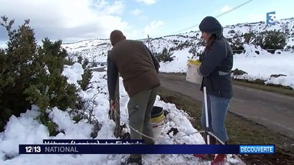 En Lozère, un couple élève des purs sangs arabes