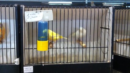 Salon régional des oiseaux, à la halle de Béré