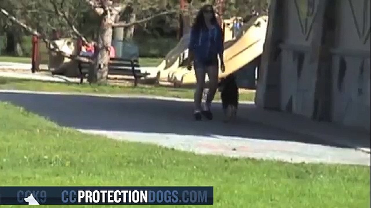 Ombra working in article search at 10 Month| ccprotectiondogs.com