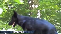 Protection Dog Ombra working in agility at 8 Month| ccprotectiondogs.com