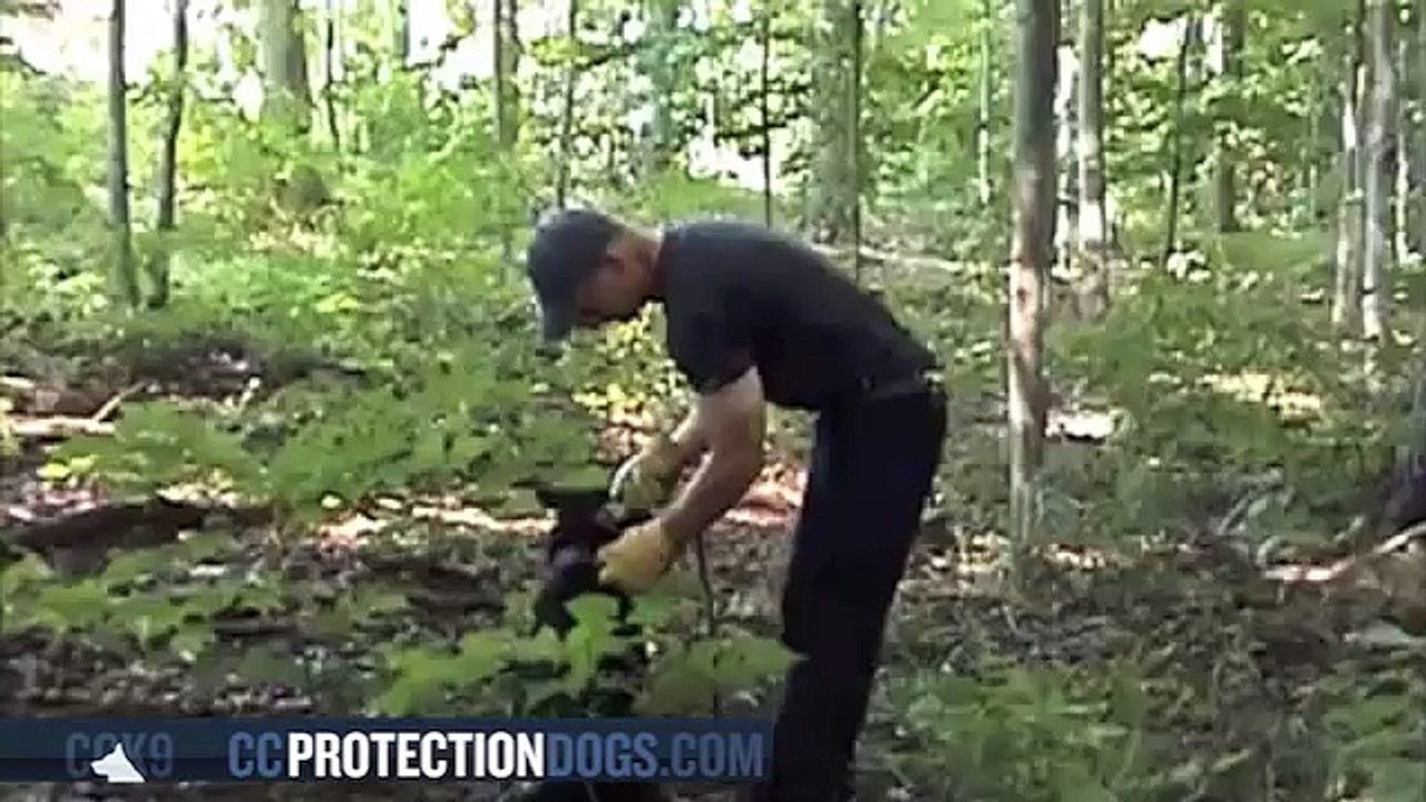 German shepherd puppy finds evidence | ccprotectiondogs.com