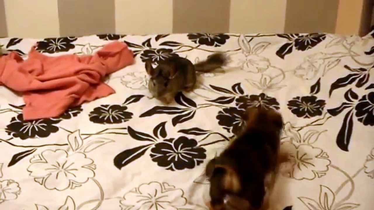 Chinchilla And Dog