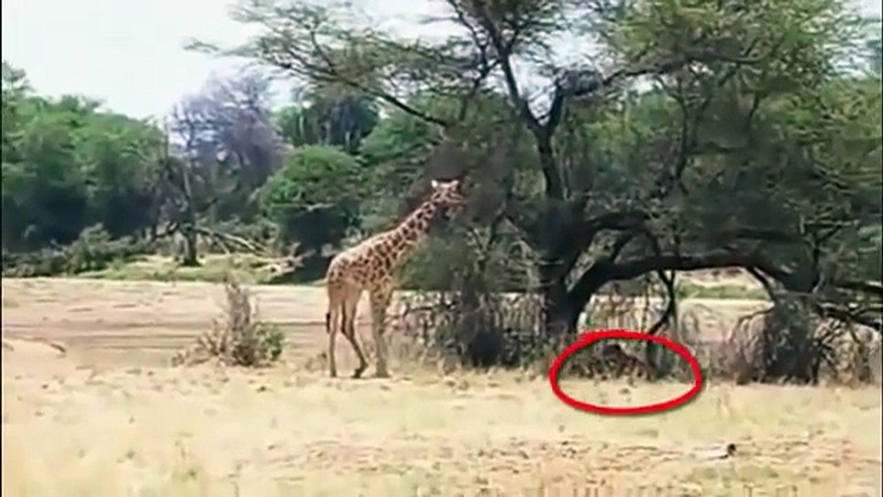Giraffe vs Lion   ANIMAL ATTACK