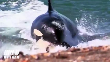 Killer Whale Caught the Seal in the Beach