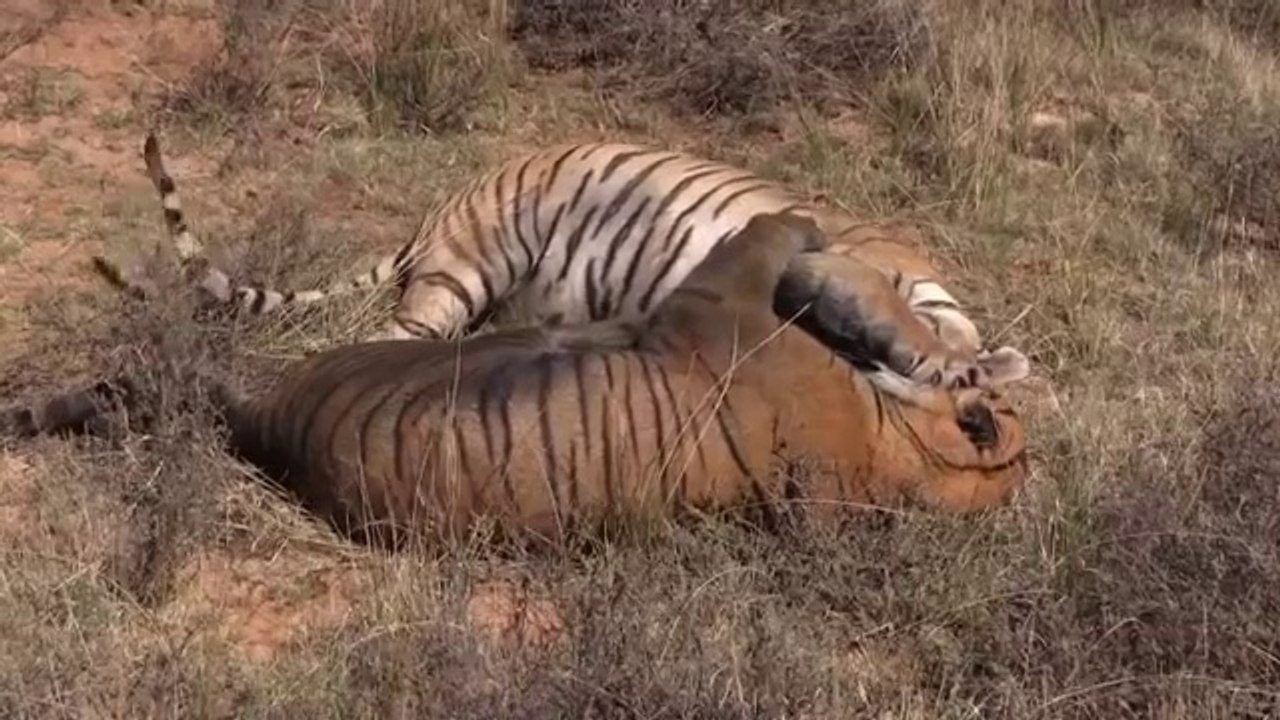 Tiger Kill another tiger Brother [HD]