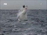 Dev Köpek balığı Amatör belgeselcilerin yüreğini ağzına getirdi