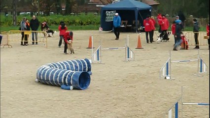 Gerardo & Seven - Prueba RSCE ACADE CANESPORT - 1ª Manga ESTANDAR GRADO 1 [Sabado 13Dic. 2014 - Campo de Reis, Pontevea - TEO]