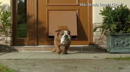 video Skoda Gozlan okkk