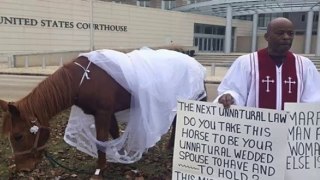 Pastor Parades Horse in Wedding Dress to Protest Same-Sex Marriage