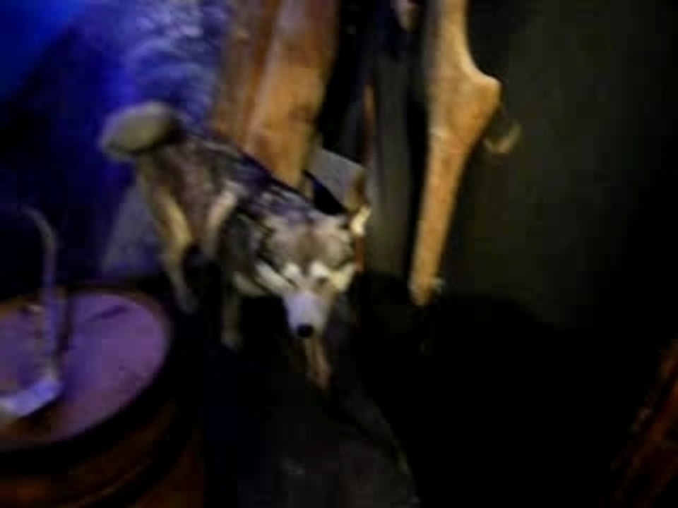 tromso musee loup