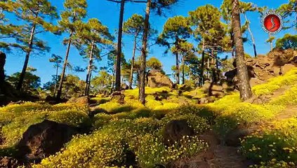 Selçuk Balcı  ♫ ♥ ♪ ☆ Deniz Üstünde Fener