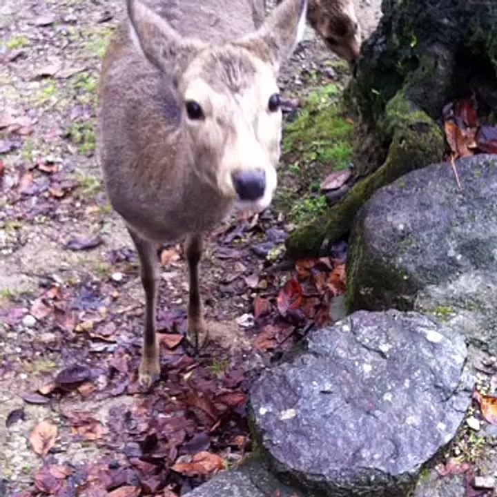 Daims à Nara (Automne 2014)