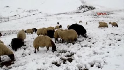 Kar Doğu'da Yolları Kapattıçobanların Zor Günleri