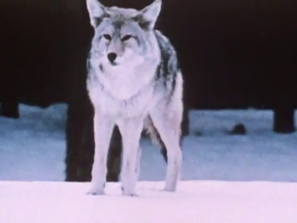 Trailer: The Animals Film (1981)