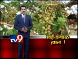 LIVE Raj Thackeray Visit Niphad ,Nashik-TV9