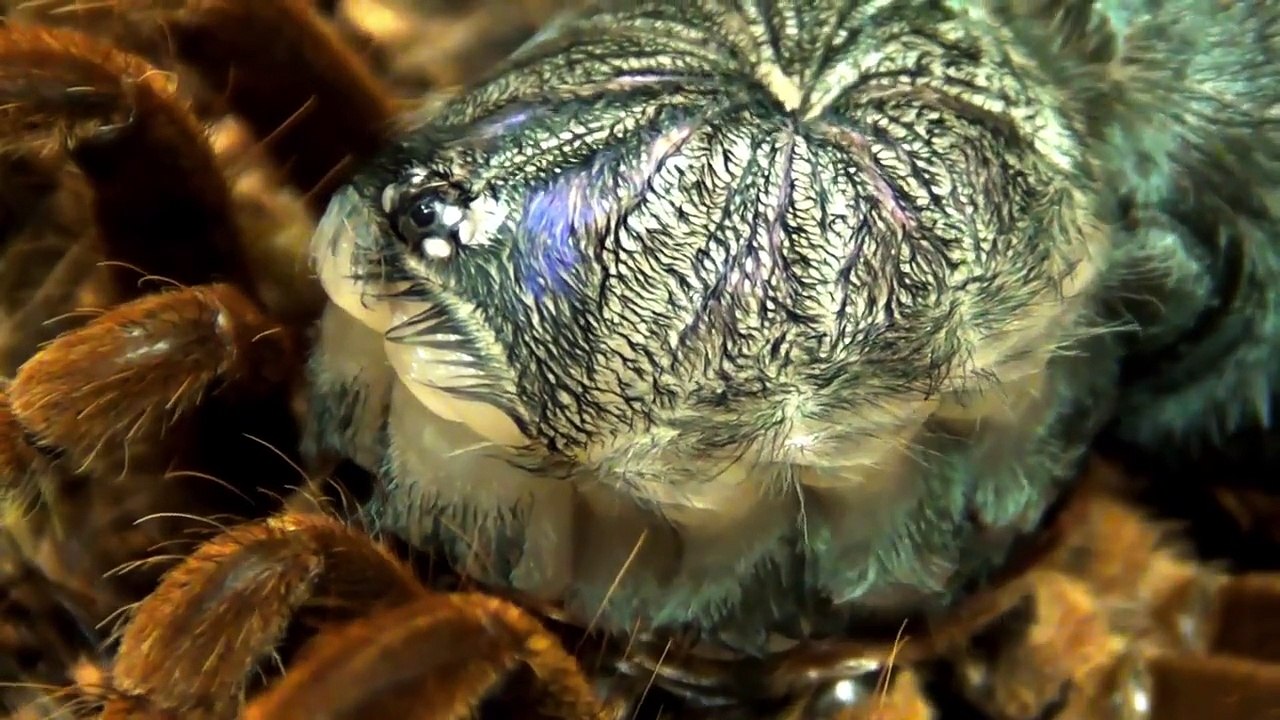 Molting a tarantula Xenesthis time-lapse - Animals