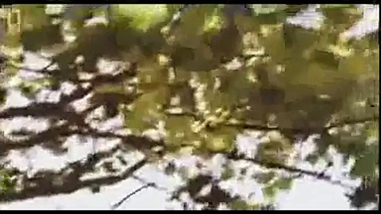 Creatures of the Waters - Reported Sightings of Sea Monsters (Documentary)