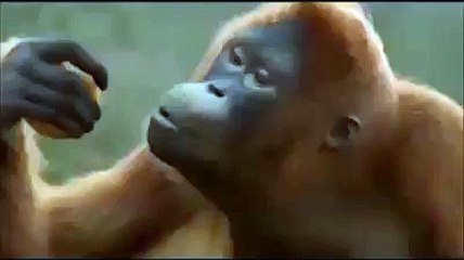 Monkey Dancing On Imran Khan Song