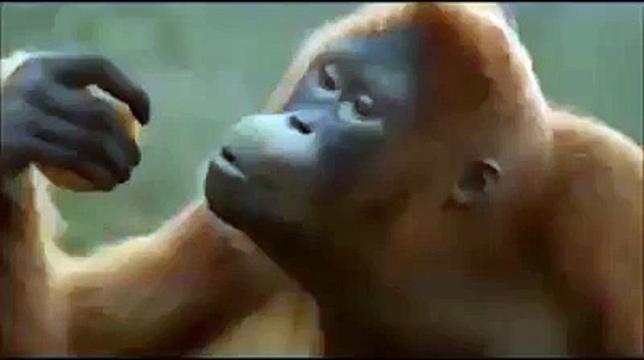 Monkey Dancing On Imran Khan Song