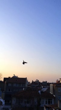 FERDİ BAYRAK MUHAMMET ÇUHADAR sefer kuşları dumanlı 05354829474