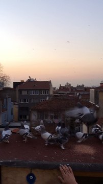 FERDİ BAYRAK MUHAMMET ÇUHADAR sefer kuşları dumanlı 05354829474