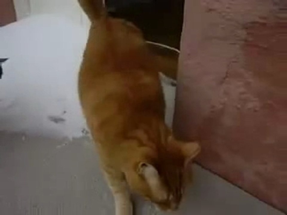 Snokatter