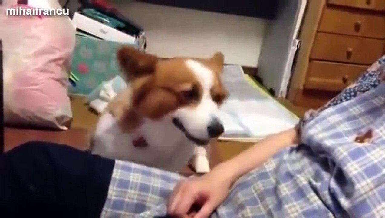 Ces chiens trop mignons demandent des caresses