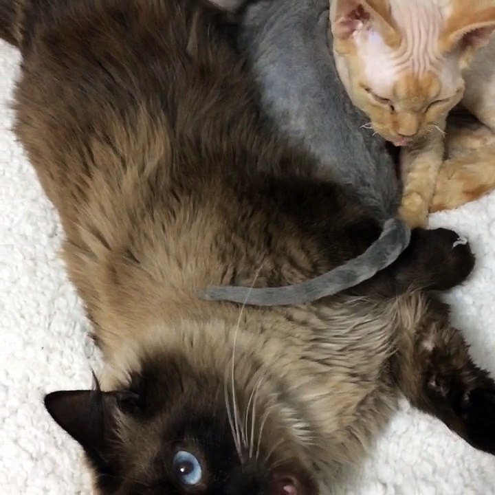 Joée tête à tous les râteliers...!