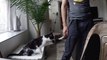 Viral Video Recap: Needy Cats and Crazy Ski Lines