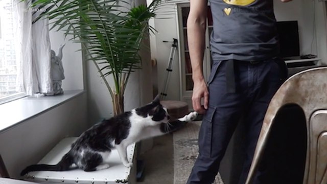 Viral Video Recap: Needy Cats and Crazy Ski Lines