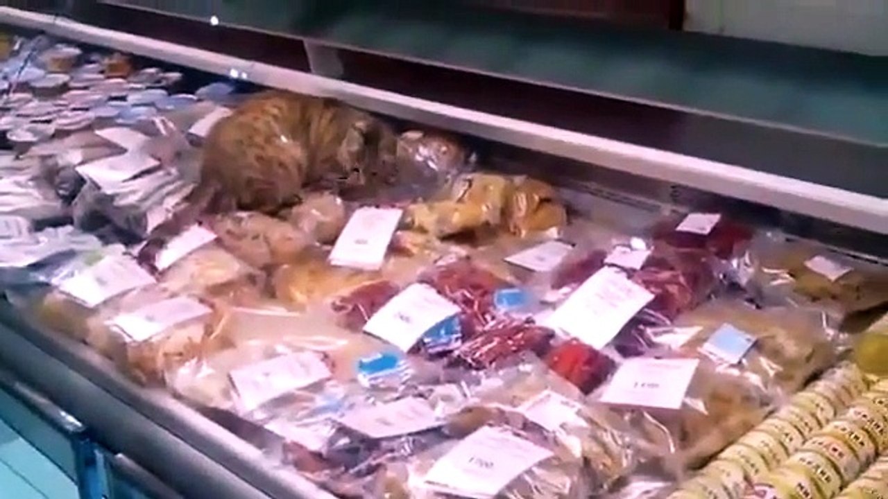 Chat steals food in a fish - Video Dailymotion